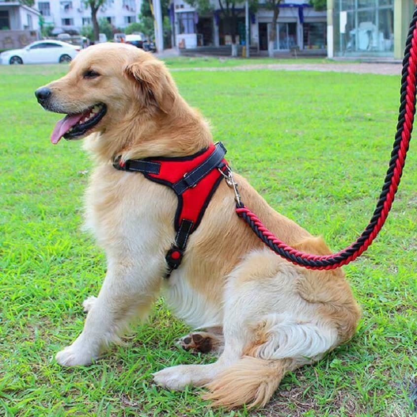 Pet Collars, Harness & Accessories