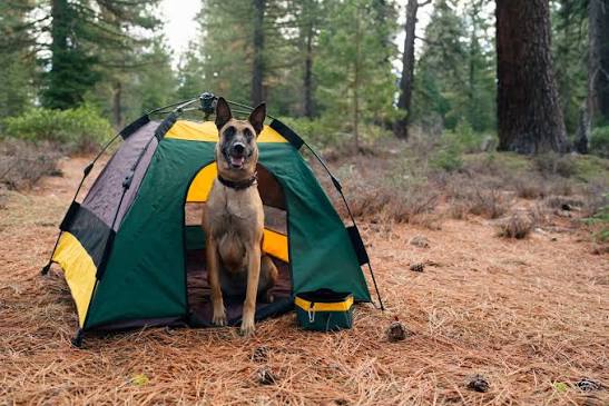 Pet Outdoor Supplies