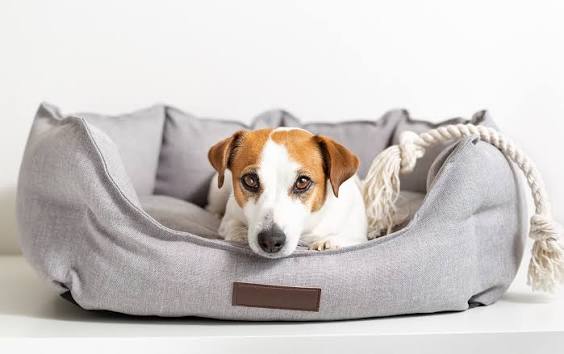 Pet Bedding